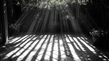 Wall Mural - A serene black-and-white scene with sunlight streaming through foliage onto a tiled surface.