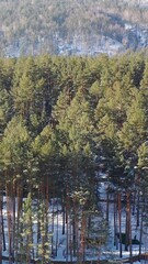 Fototapete - Vertical aerial video from lifting up drone of Altai mountains with pine taiga forest in winter season.
