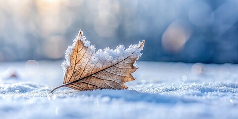 Sticker - A single, frost-covered leaf rests gently on a pristine blanket of snow, bathed in soft winter sunlight.