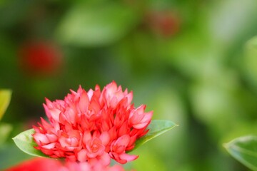 Wall Mural - close up of a red flower