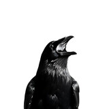 black raven on white