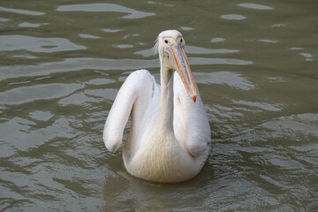 Wall Mural - pelicans in the lake