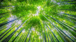 © PhotoArtHub - Exploring the tranquility of a lush bamboo forest under bright sunlight with tall green stalks reaching skyward