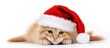 © CreativeBro - Christmas Kitten Wearing Santa Hat Cute Feline Portrait Isolated on White Background for Holiday Theme and Seasonal Celebrations