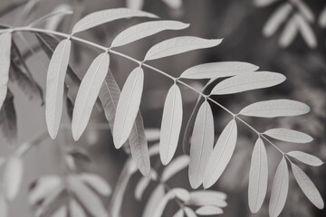 Aufkleber - A close up of a branch with delicate leaves in black and white.