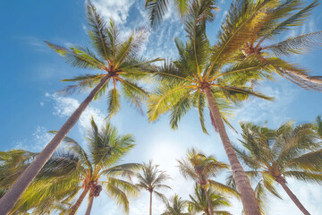 palm trees in summer on a beach in below view