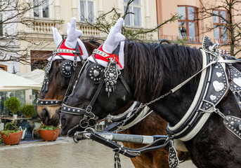 Two horses in a festive harness with Christmas decorations against the background of historical buildings in the city center, close-up