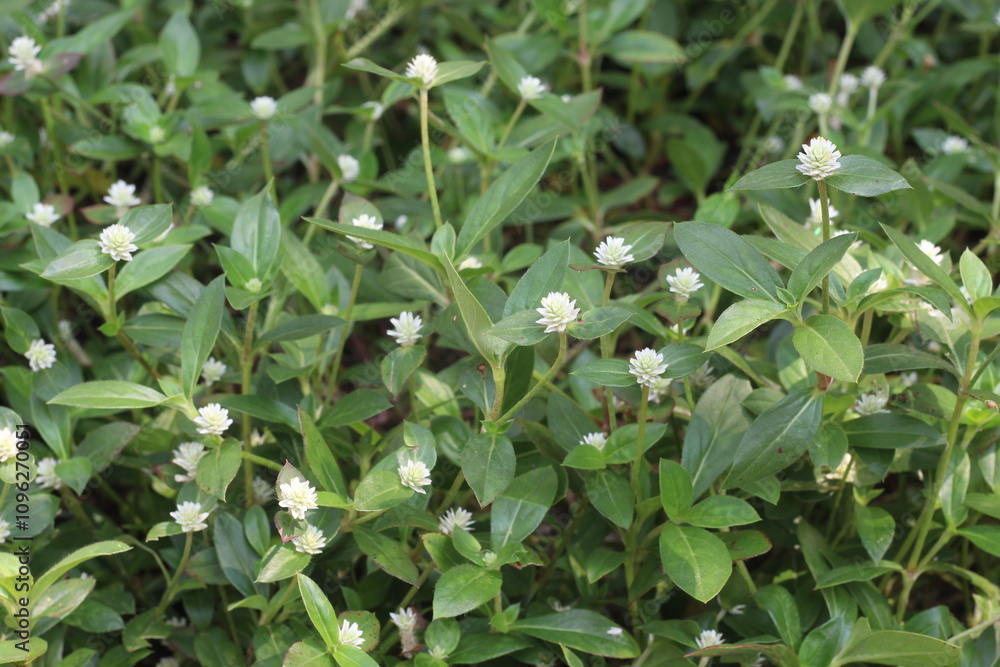 Edipta Eclipta prostrata commonly known as false daisy, yerba de tago ...