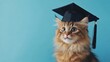 © Kultivad - Fluffy cat wearing a black graduation cap against a bright blue background, exuding a playful and curious expression, perfect for text inclusion.