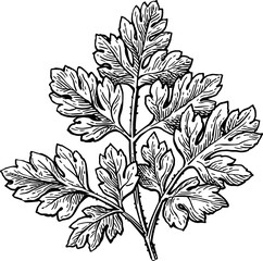 Canvas Print - chervil herb ink sketch.