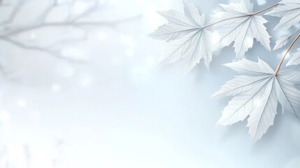 Naklejka na meble Serene Winter Delicate White Maple Leaves Cold Light Background Minimalist Nature