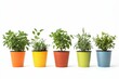 © Murda - Five herbs in colorful pots, white background.