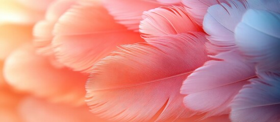 Wall Mural - delicate bird feathers in soft pastel hues creating a serene and tranquil visual effect for nature a