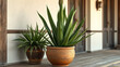 © Andaman - Yucca plant in a rustic terracotta pot on a front porch, plant, houseplant, yucca