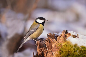 Poster - A beautiful great tit sits on a tree stump. Parus major.