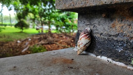 Unique old snail in the wall