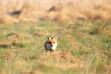 Lis rudy , lis pospolity (Vulpes vulpes)