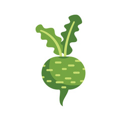 Canvas Print - Simple flat vector illustration of a kohlrabi, a biennial vegetable featuring an edible bulbous stem