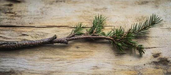 Wall Mural - Christmas tree branch arranged on rustic wooden background for festive decoration and nature-themed imagery