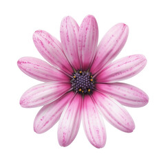 Wall Mural - pink flower blossom