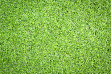 Canvas Print - green grass background