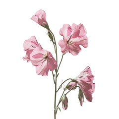 Wall Mural - pink flowers branch