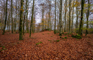 Wall Mural - Brown autumn leaves on the floor of a beech forest.