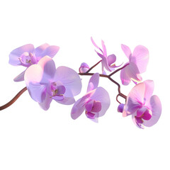 Wall Mural - delicate orchid branch