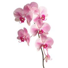Wall Mural - pink orchid bouquet