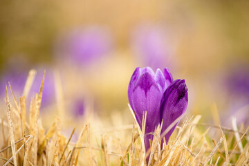 Wall Mural - first spring primroses lilac crocuses. Artistic photo, soft focus. Close-up.