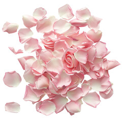 Wall Mural - delicate pink rose petals