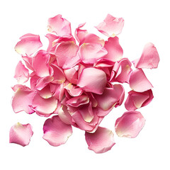 Wall Mural - pink rose petals scattered