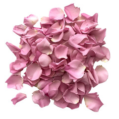 Wall Mural - pink rose petals scattered