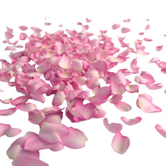 Wall Mural - pink rose petals scattered on white background