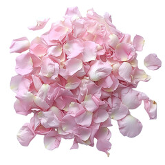 Wall Mural - delicate rose petals