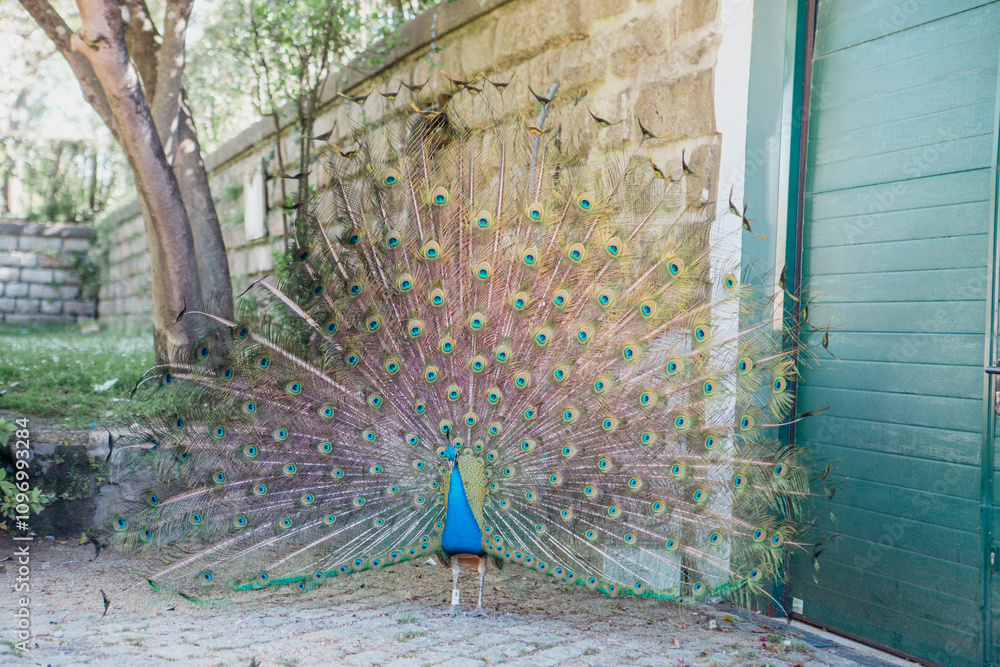 A dancing peacock at Torreão do