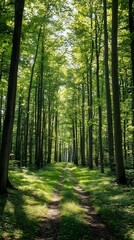  A serene forest path flanked by tall, lush trees under bright sunlight.