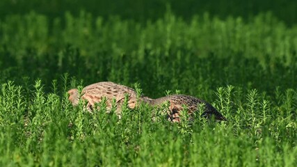 Wall Mural - Partridge. Warm colors nature background. Two Grey Partridge. Perdix perdix. Birds are feeding in the meadow. Slow motion. Close up.