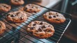 © Penatic Studio - Delicious Chocolate Chip Cookies Cooling On Rack