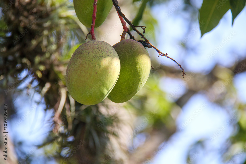 Mango Tree Rio Mangoes on a mango tree in Rio de Janeiro. Stock Photo | Adobe Stock
