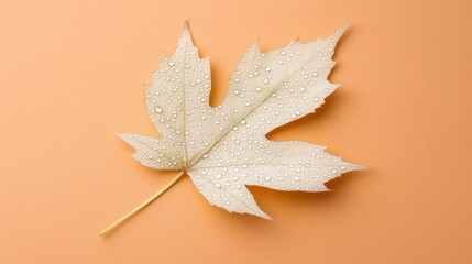 Leinwandbilder - Single pale maple leaf with water drops on a peach background.