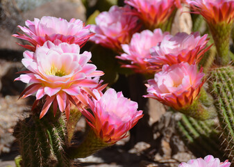 Echinopsis is a large genus of cacti native to South America, sometimes known as hedgehog cactus, sea-urchin cactus or Easter lily cactus. 