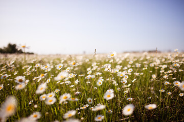 Beautiful spring and summer natural panoramic pastoral landscape with blooming field of daisies in the grass in the hilly countryside.