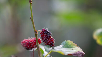 Wall Mural - Mulberry fruit on a branch in the garden, close up