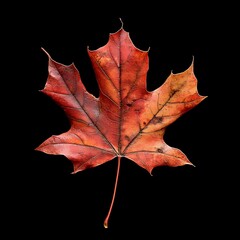 Wall Mural - A Single Delicate Red Maple Leaf Isolated on Black