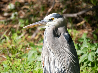 Wall Mural - Close Up of the Head and Chest of a Great Blue Heron