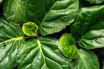 medicinal plant pashanbhed or bergenia ligulata
