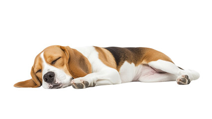 Transparent background peaceful beagle dog is sleeping comfortably on white background, showcasing its distinctive brown, black, and white fur. This adorable scene captures essence of relaxation and