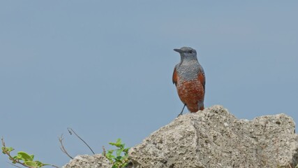 Wall Mural - Blue rock thrush male sitting on a rock 