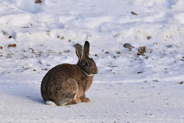 Wall Mural - A brown feral rabbit explores a snowy Alaska landscape.